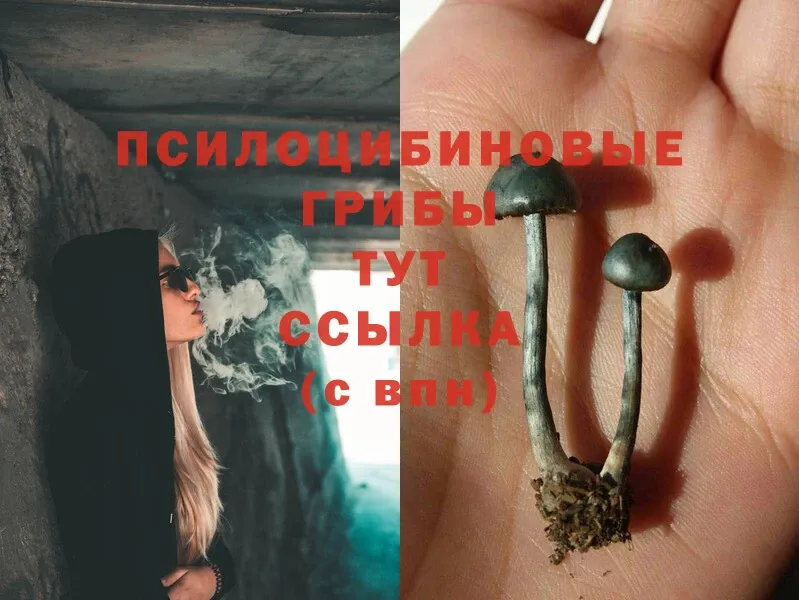 Галлюциногенные грибы MAGIC MUSHROOMS  Шуя 